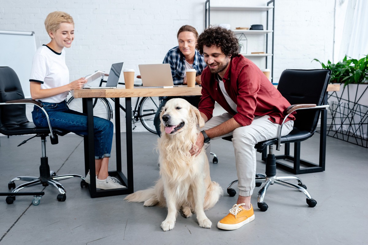 Bürohund: Wie kommt der beste Freund des Menschen ins Büro
